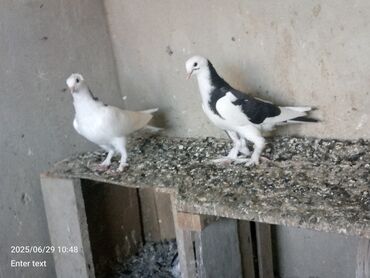 Göyərçinlər: Keven balalar satılır.unvan maştağa