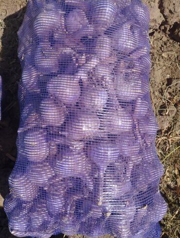 Чеснок: Чеснок Самовывоз — 7