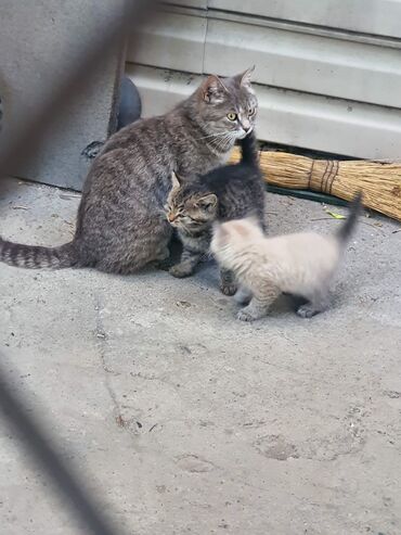 кошка с разными глазами: Кошка даром: Беспородная, 11 месяцев, Девочка