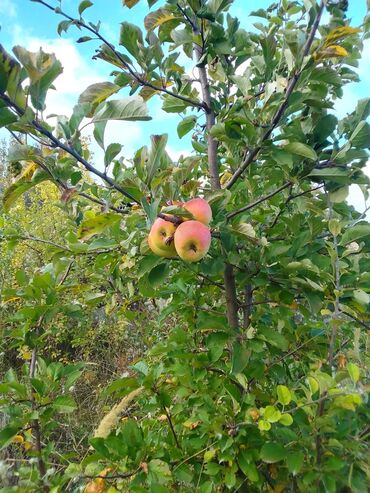 Яблоки: Яблоки — 4