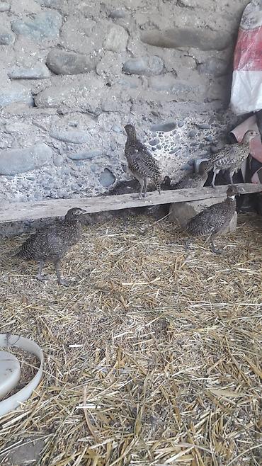 depo gold instagram: Qırqovul. 2 ayliq tam saglam qafqaz və rumin qirqovullari satilir — 1