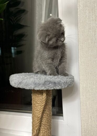 котята в добрые руки: Шотландский вислоухий котенок серого окраса.У котенка характерные