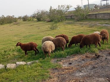 Quzu: Quzu, Erkək, ay: 9, 30 kq, Damazlıq, Südlük, Ətlik, Ünvandan götürmə