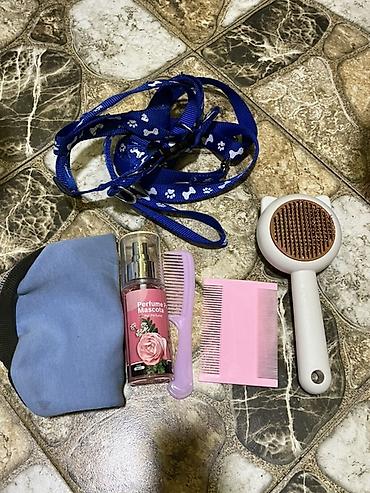 İtlər: Pudel, 7 ay, Erkek, Peyvəndli — 8