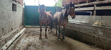 Лошади, кони: Продаю | Кобыла (самка) | Рабочий — 3