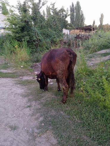 на ферме есть куры козлы и коровы: Сатам | Уй (ургаачы), Бука (эркек) | Сүт алуу үчүн
