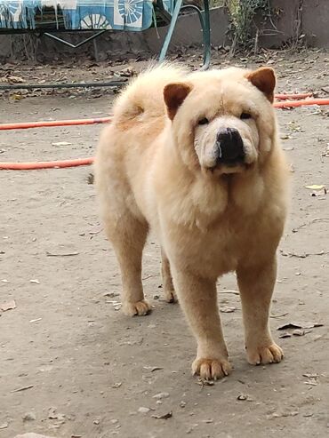 Собаки: Продам Чау-Чау Смуф. Кобель, окрас кремовый, без недостатков. Рождён