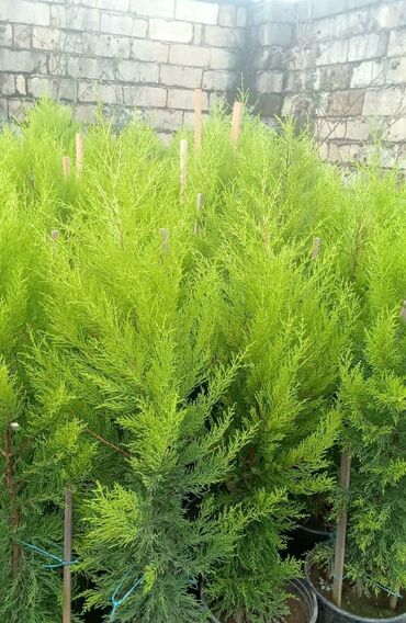 Çöl bitkiləri: Piramida,Arizona konos pixtda,limoni yolkaleylandra,v.s yolkalar — 9