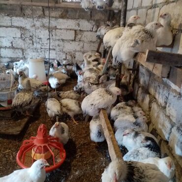 Toyuqlar: F6-serebrist cücələr satılır vitamin və dərmanlar verilib tam sağlam -da lalafo.az — 18 Toyuqlar: F6-serebrist cücələr satılır vitamin və dərmanlar verilib tam sağlam — 18