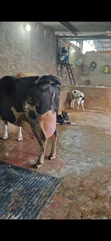 Inəklər, öküzlər: Südlük inək – ağ-qara rəngli (Holşteyn tipli) - Güclü bədən quruluşu — 6