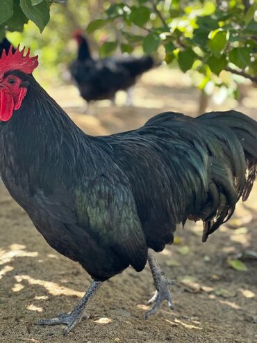 Xoruzlar: Xoruz, il: 1, Pulsuz çatdırılma — 6