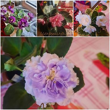 Фиалки и глоксинии: Сортовые фиалки, детки — 9