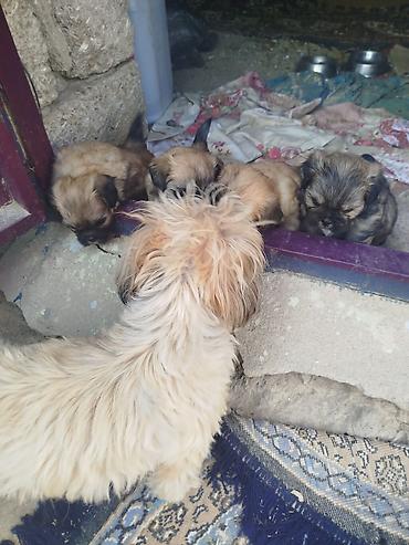 labrador itleri: Shi-tsu, 1 ay, Dişi, Sənədli, Pulsuz çatdırılma — 1