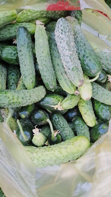цесна мука цена: 🥒 Бадыран сатылат! 🌱 Химиясыз өстүрүлгөн, таза, даамдуу 🥗 Туздаганга