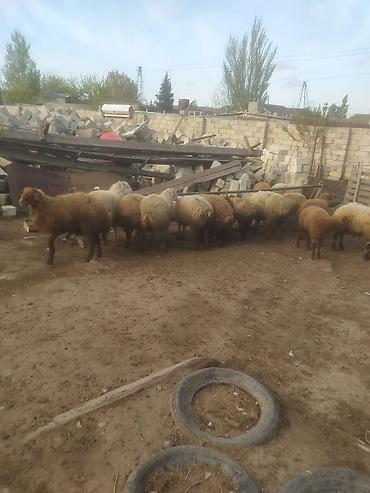 Quzu: Quzular səkkiz ədədi kök quzular — 7