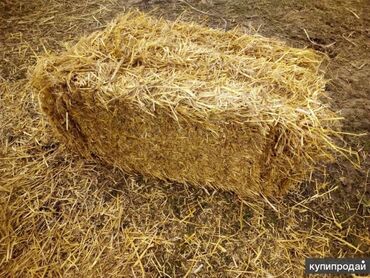 ячмень цена: Срочно арпа-саман сатылат поляданадрес село Туз Ысык-Атинский