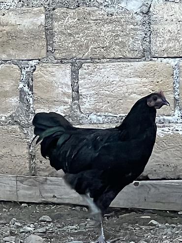 quslar: Məhsul: damazlık xoruzdu 25 manata — 3