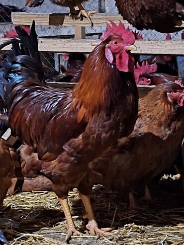 Куры, петухи: Свежие инкубационные яйца тоджонов по 50сом,в день 25-30шт, село