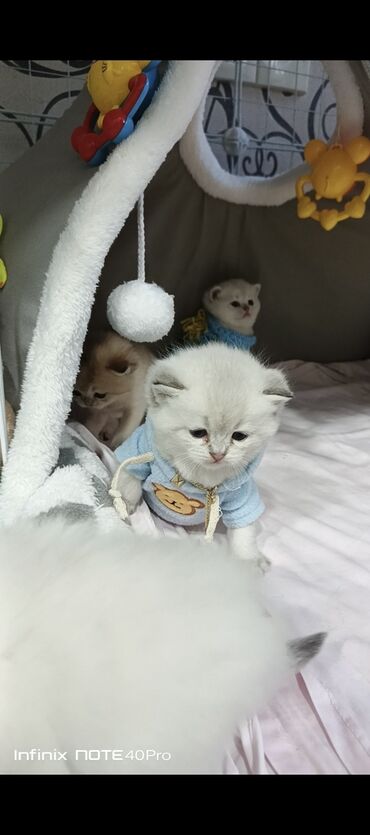 profil ucun pisik sekilleri: Şinşilla, Erkək, Dişi, Yaxşı əllərə, Rayonlara çatdırılma, Ünvandan götürmə, Pulsuz çatdırılma
