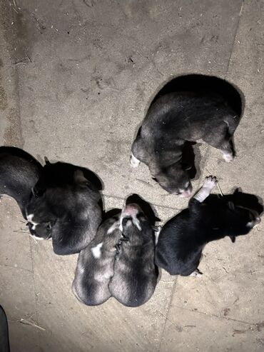 İtlər: Xaski, 1 ay, Erkek, Peyvəndli, Ödənişli çatdırılma — 8