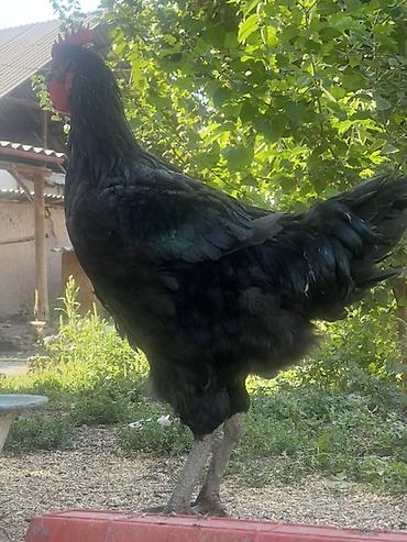 Куры, петухи: Продаю | Куры, Петух, Цыплята | Для разведения — 17