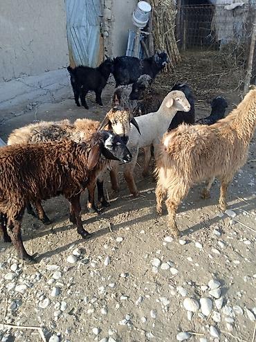 Баран, овца: Продаю | Ягненок | Для разведения — 6