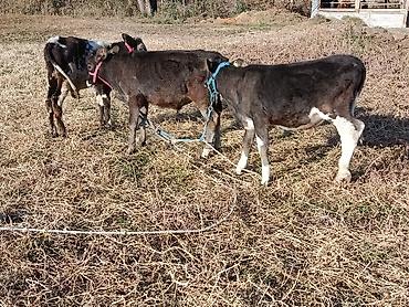 собака кочкор ата: Продаю | Бык (самец) | Алатауская — 3