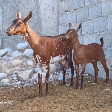 cins iney: Dişi, il: 2, Südlük