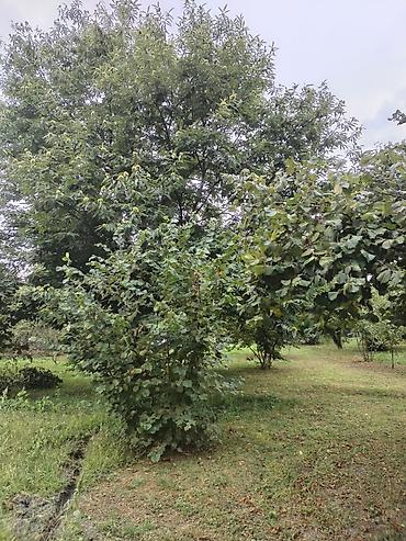 kreditle torpaq sahesi: 31 sot, Tikinti, Kupça (Çıxarış) — 5