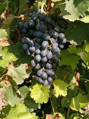 Şitillər: Üzüm tingləri – müxtəlif süfrə sortları Təsvir: - Seçmə süfrə üzüm — 9