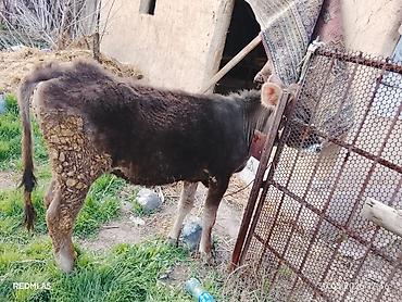 Коровы, быки: Продаю | Тёлка, Музоо, торпок — 6