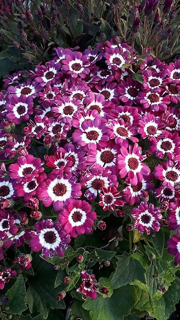 Otaq bitkiləri: 🌹Senaria gülü topdan ve perakende satışı. 💳SAY çox olsa endirim — 4