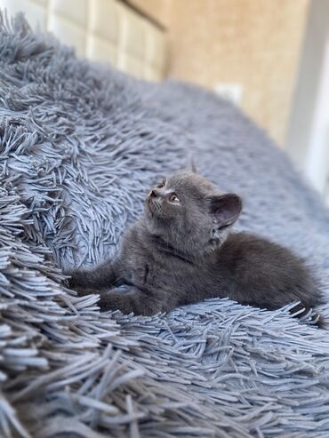 scottish fold satilir: Британская, Самка