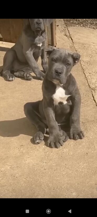 İtlər: Kane-Korso, 1 ay, Sənədli, Rayonlara çatdırılma, Ünvandan götürmə, Pulsuz çatdırılma — 13