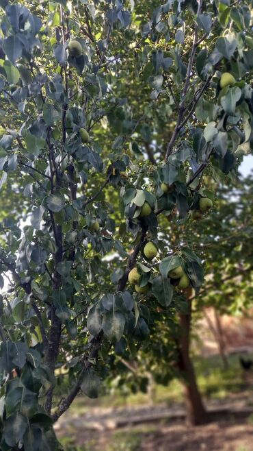 Həyət evləri və villaların satışı: 6 otaqlı, 150 kv. m, Orta təmir — 34