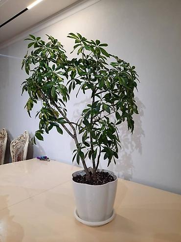 Фикусы: Фикус Бенджамина в напольных кашпо - Два взрослых деревца в отдельных — 27