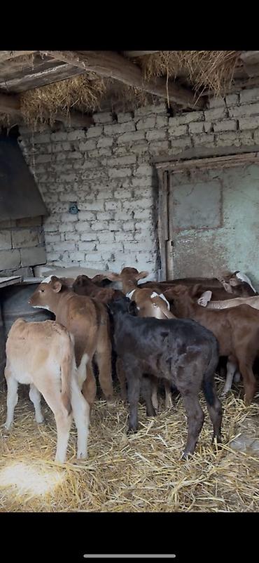 Dana, buzov: Satışda: dana balaları - Növ: yerli cins ətlik/südlük istiqamətə — 15