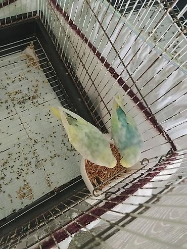 tutuquşlar: Rainbow balalari 10manat biri unvan zabrat 1.6denedi hamsini goturene — 1