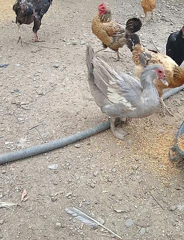 Утки: Salam.Lavanda lal ördəkləri satılır.1il4 aylıqdılar,2 erkək 1 dişi — 4