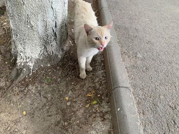 большой кот: Тайский/ сиамский Ред поинт кот, белый с голубыми глазами, видели в
