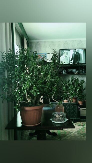 Другие комнатные растения: СРОЧНО СРОЧНО ‼️ ПРОДАЮТСЯ денежные цветы,толстянки за приличную цену
