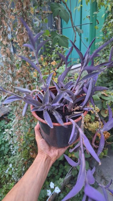 отургучтар бу: Фиолетовая традесканция (Tradescantia pallida ‘Purpurea’, пурпурный