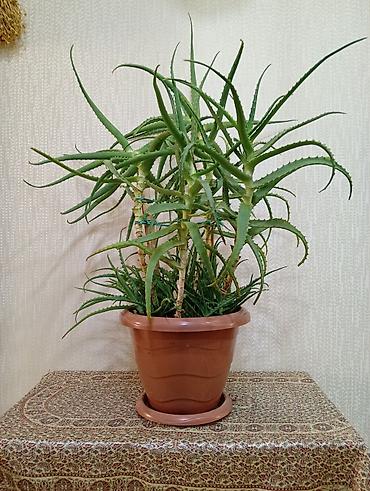 алоэ вера купить: Aloe vera (sukkulent) – iri dibçəkdə - Növ: Aloe vera, ev üçün — 3