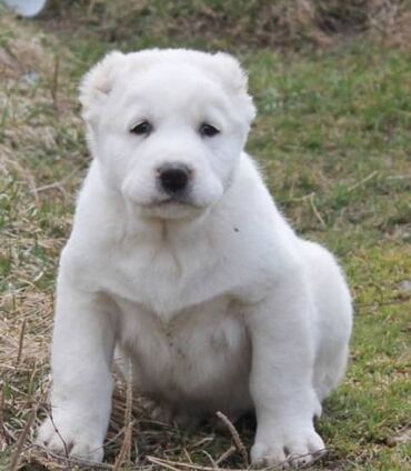 британская короткошёрстная кошка цена: Алабай, 2 месяца, Самка, С прививкой