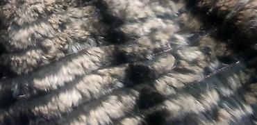 silver chinchilla: Shinshilla — 2
