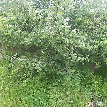 Продажа дач: Продается дача в ТС Бек тоо — 2