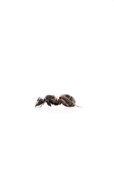 tap az heyvanlar xacmaz: 🇦🇿Camponotus Mutilarius kraliça🐜 Qarışqaların dünyası sənə də