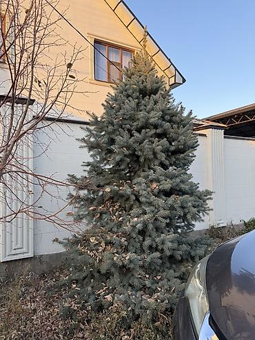 шлифовальную машинку по дереву: Голубая ель (Picea pungens ‘Glauca’) для ландшафта. 2 голубые ели с — 6