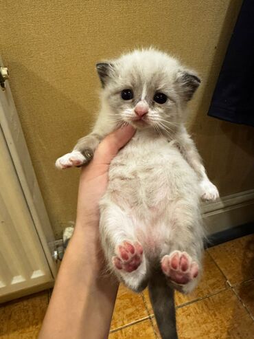 Pişiklər: Erkək, Dişi, Yaxşı əllərə, Ünvandan götürmə, Pulsuz çatdırılma — 1