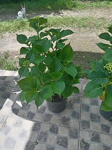 kalina bitkisi: Məhsul: Saksıda hortenziya (Hydrangea macrophylla) Təsvir: - Geniş — 3